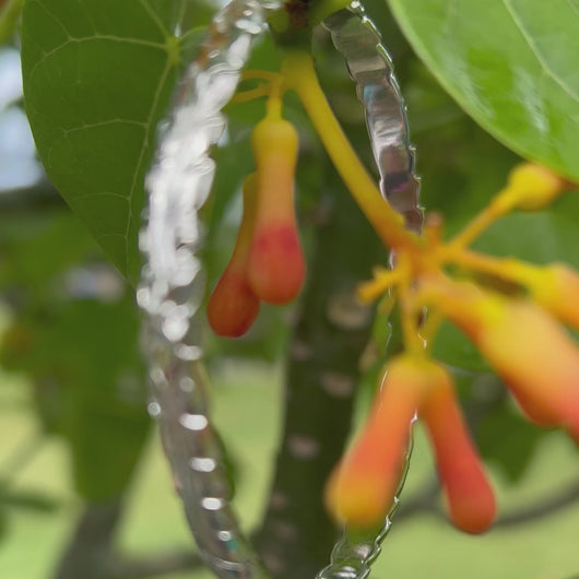 Hawaiian Bangle in Platinum 